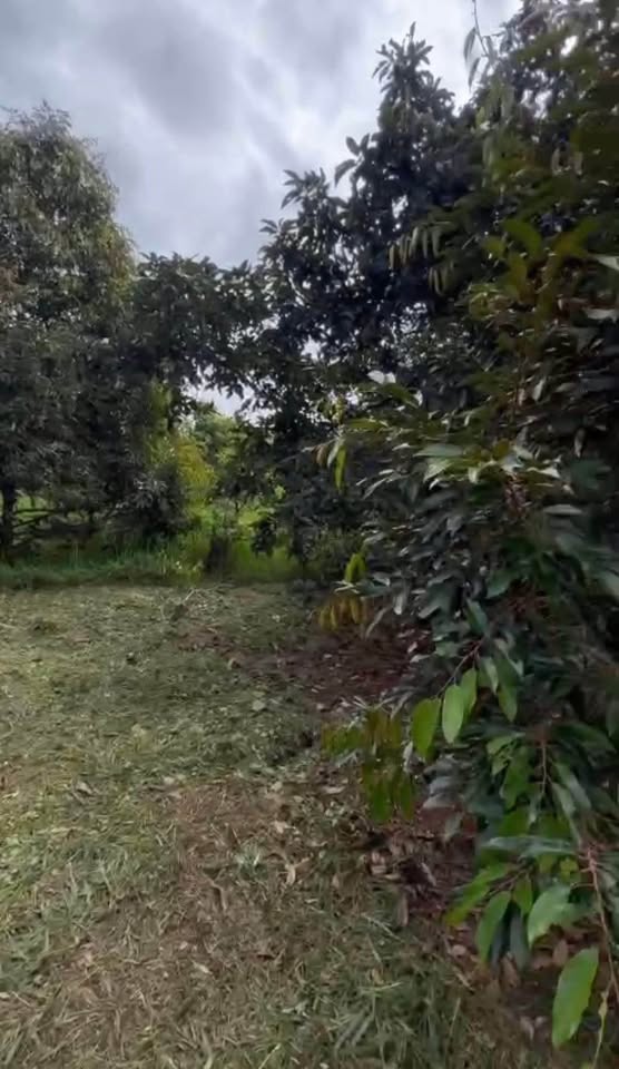 Bán gấp 2 sào đất sầu riêng đẹp, phường Tân An, Đắk Lắk - Giá tốt nhất khu vực