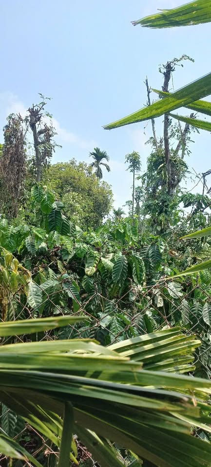 Đất lô liền kề Cao Thắng, Ea Kao, Đắk Lắk