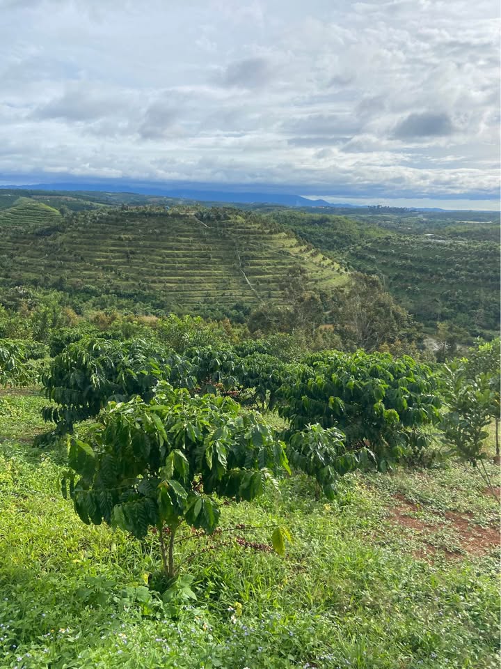 Rẫy cà phê Đắk Nia 3.3ha, đầu tư sinh lời ngay