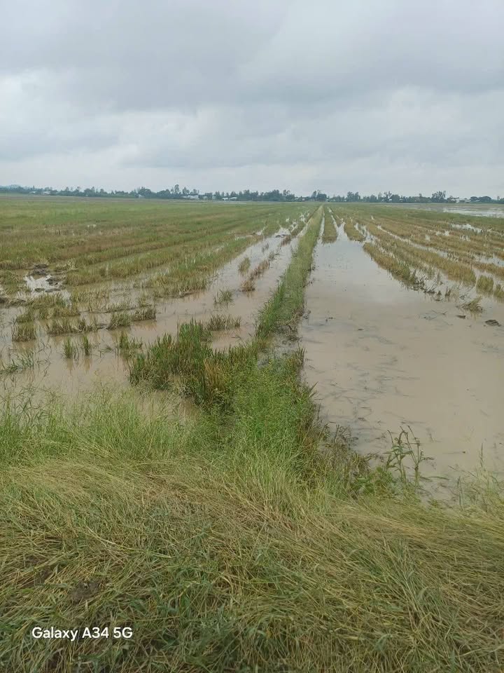 Đất vàng An Giang, 20 công lộ Đá Mi, sẵn sàng đầu tư