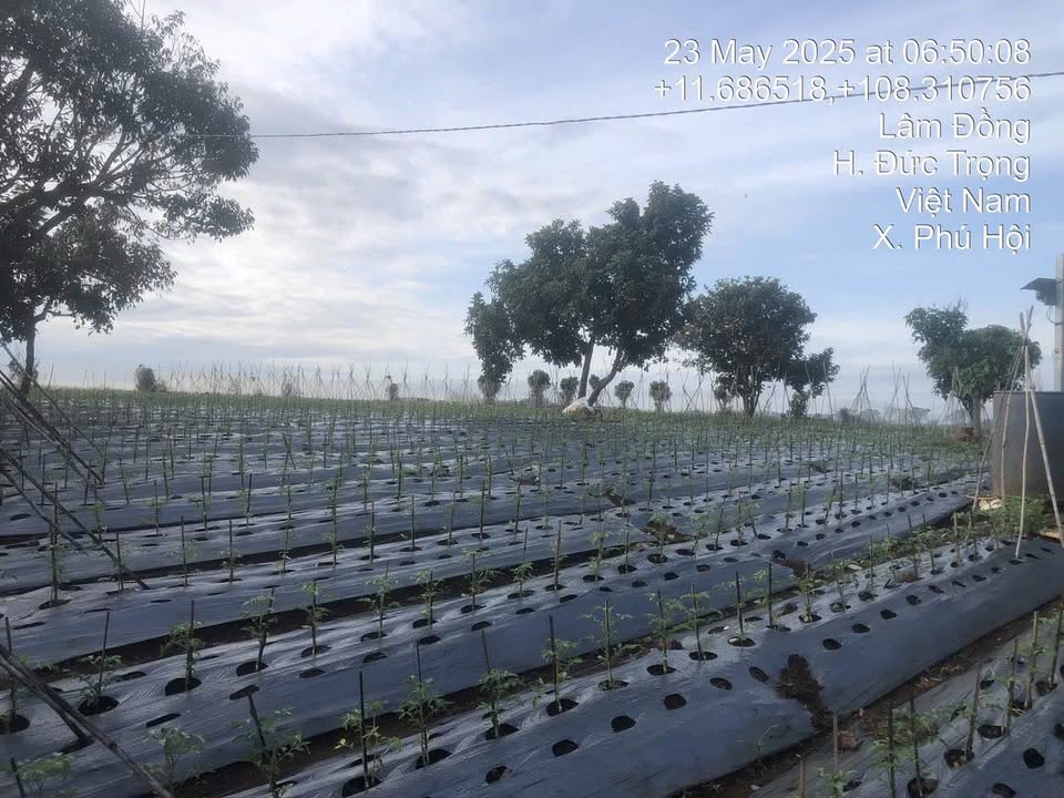 Cơ hội sở hữu 2000m2 đất đẹp tại xã Phú Hội, huyện Đức Trọng, tỉnh Lâm Đồng