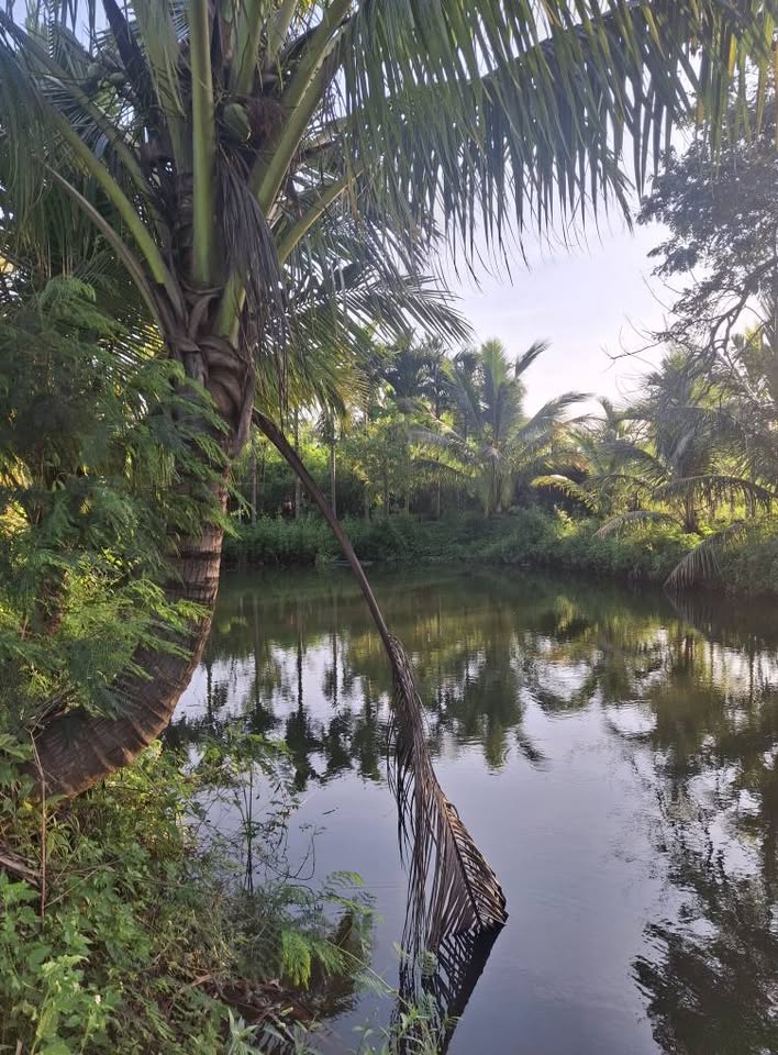 Sở hữu ngay mảnh đất biệt thự nhà vườn lý tưởng sau chợ thị trấn Ea Pôk, Đắk Lắk