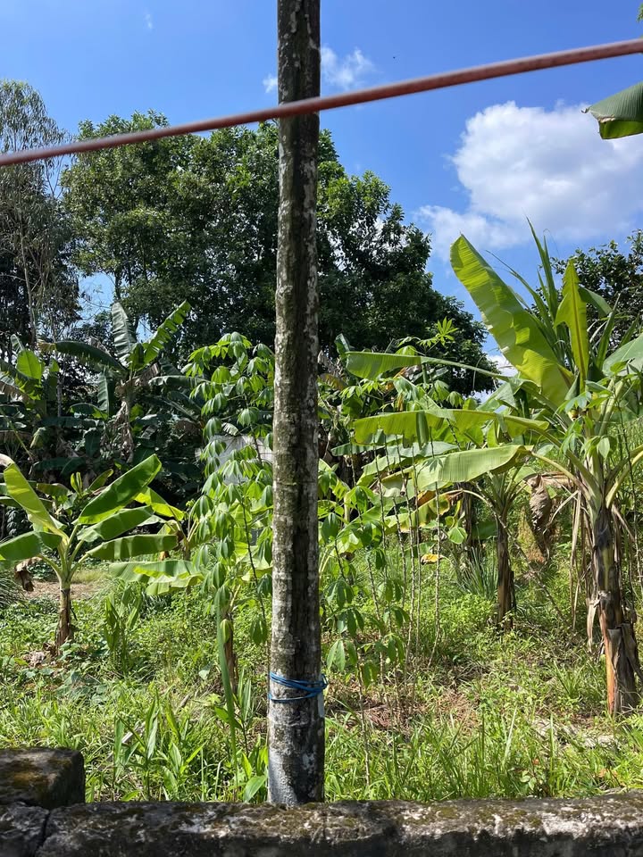 Bán nhanh đất nền 155m2 nở hậu tại Hòa Ninh, gần công viên