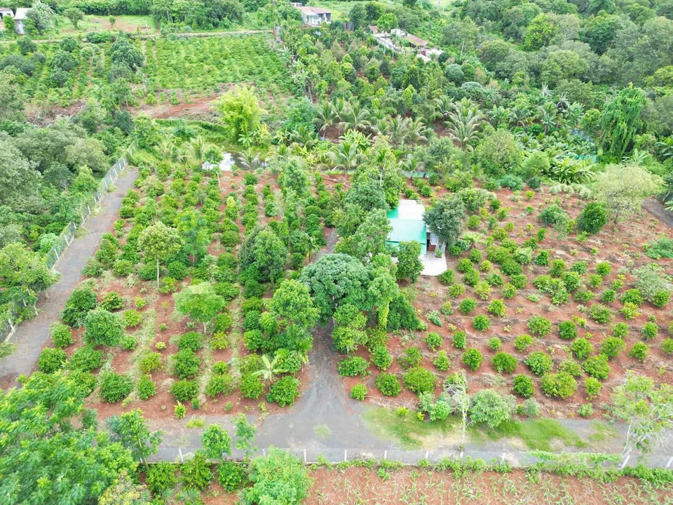 Bán 7.2 sào đất vườn có sẵn thu nhập tại Khánh Xuân, Đắk Lắk