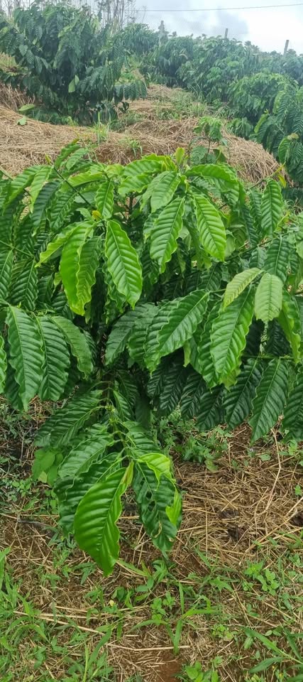 Chào bạn, mình có một mảnh đất rộng gần 1.2 hecta tại xã Bắc Gia Nghĩa, thành phố Gia Nghĩa