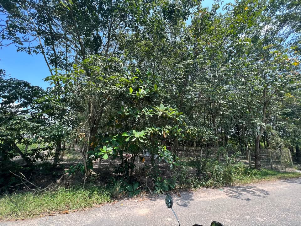 Đất vàng Dương Minh Châu - Ngang 50m đường Chu Văn An