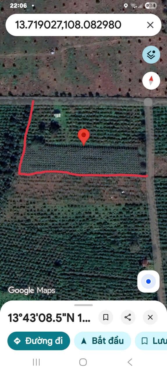 Sở hữu ngay 7,3 sào đất cà phê tơ xanh mướt