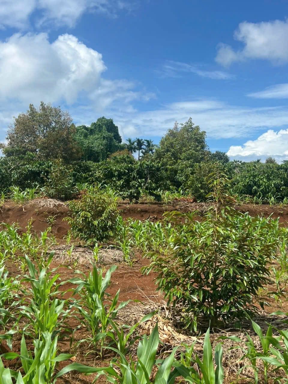 Đất view đập xịn sò, sổ 1,8 ha thực tế 2,2 ha, sẵn điện nước, ô tô bon bon