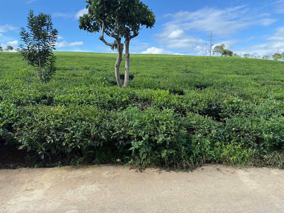 Đất Mộc Châu view chè xanh mướt, có sẵn nhà và ao, tiềm năng sinh lời cao