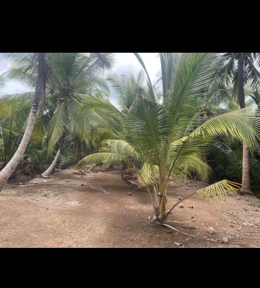 Bán đất 3800m2 tại Ấp Hoà Phước, Xã Hoà Lộc, Bến Tre, có thu nhập hàng tháng