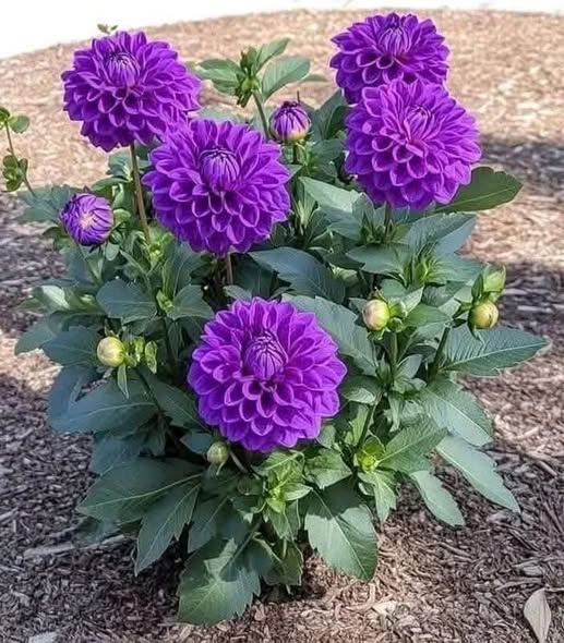 Chào mừng quý vị đến với "thiên đường" thu nhỏ tại hẻm 1334, đường 30.4, Thành phố Vũng Tàu