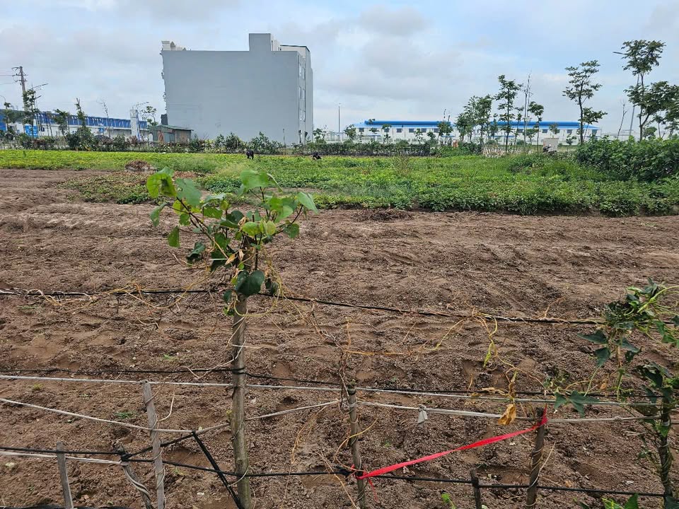 Bán gấp lô đất 100m2 mặt tiền 5m tại khu công nghiệp Tiền Hải, Thái Bình