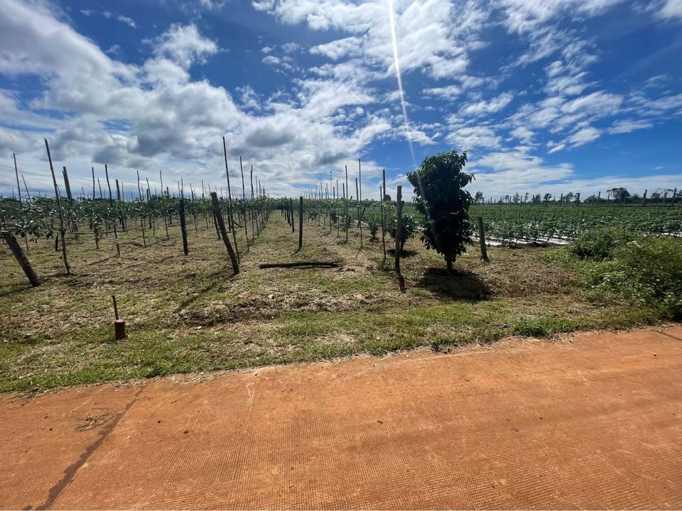 Bán đất nông nghiệp 1000m2 hẻm Trương Định, Phường An Phú, Gia Lai