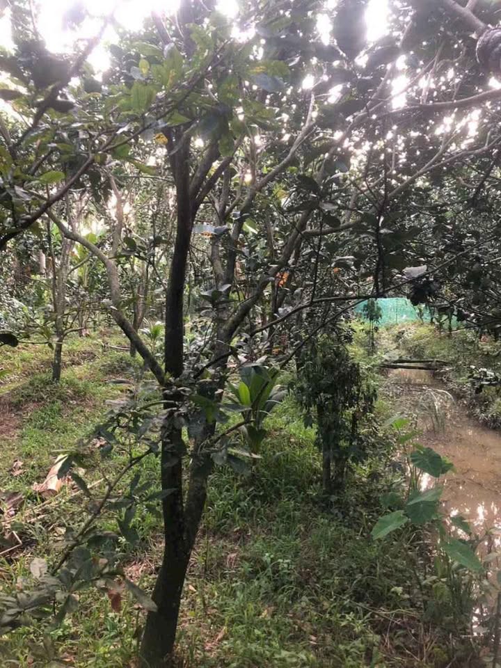 Bán gấp đất vườn bưởi trĩu quả, cơ hội đầu tư sinh lời