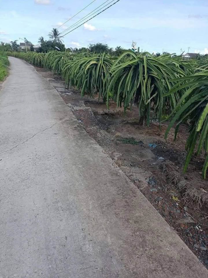 Thanh Phú Long, Châu Thành, Long An - Nơi lưu giữ những giá trị xưa cũ