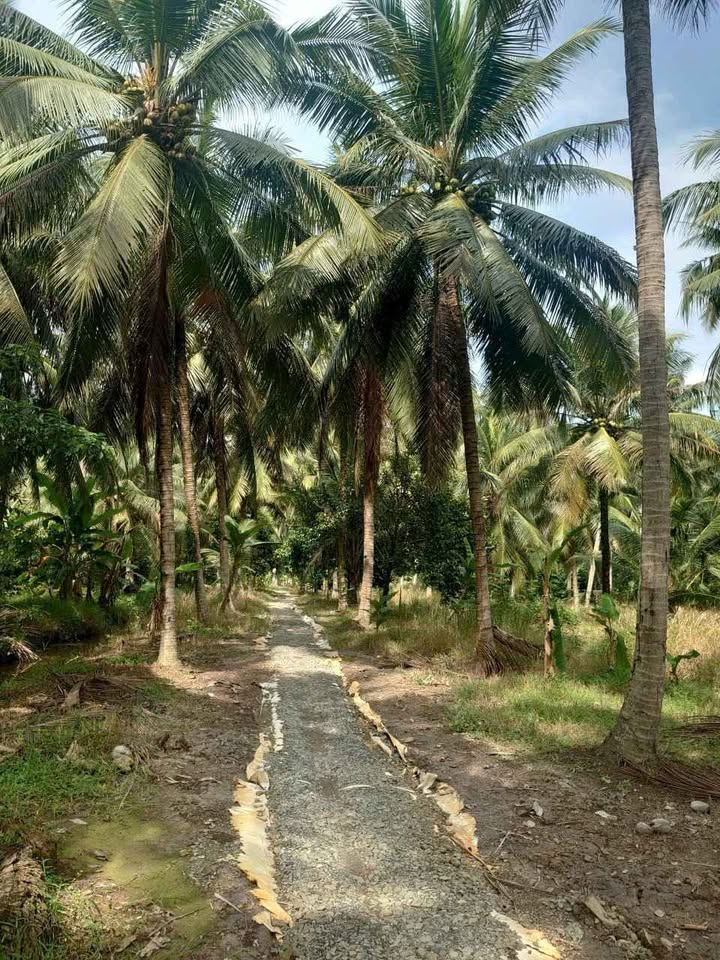 Đất vườn dừa Sơn Hòa, Bến Tre đang thu hoạch, giá chỉ 450 triệu/công