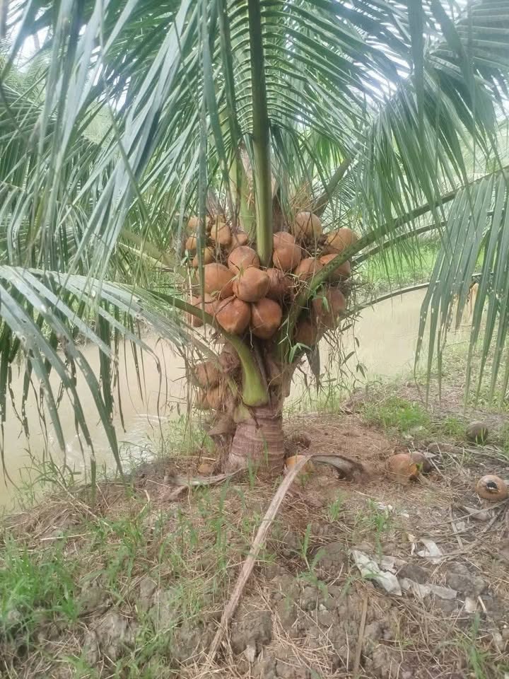 Đất vườn dừa Lương Hòa, Vị Thanh, mảnh đất trù phú cho nhà đầu tư