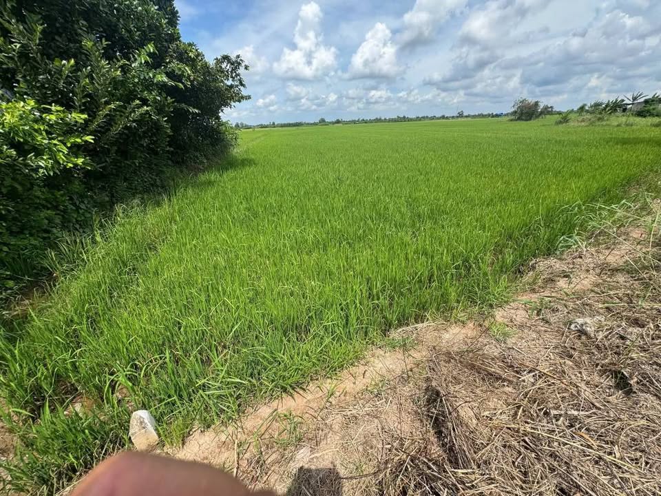Bán đất lúa khu vực Nghĩa Chí, Phước Trung, Gò Công Đông, Tiền Giang, diện tích 412m2, đường 3m, gần Phước Trung
