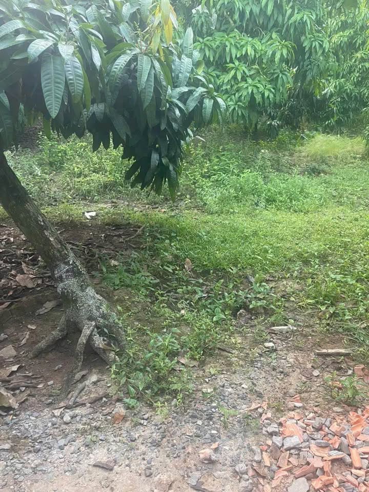 Đất vàng Tân Thuận Tây 220 triệu, xây nhà vi vu, gần chợ, sổ sách minh bạch