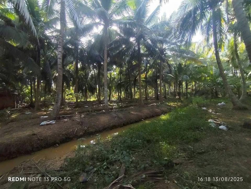Đất vườn dừa trĩu quả tại Phước Mỹ Trung, Mỏ Cày Bắc, đầu tư sinh lời