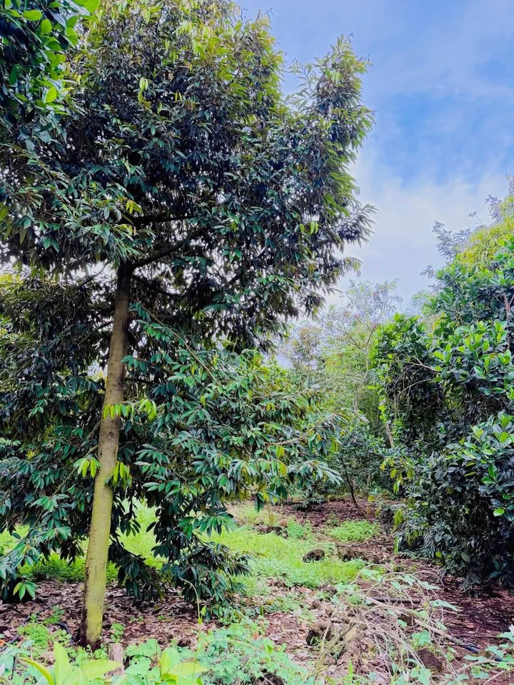 Bán gấp 2000m2 đất vườn trúng quả tại Đồng Nai - Giá chỉ 1 tỷ