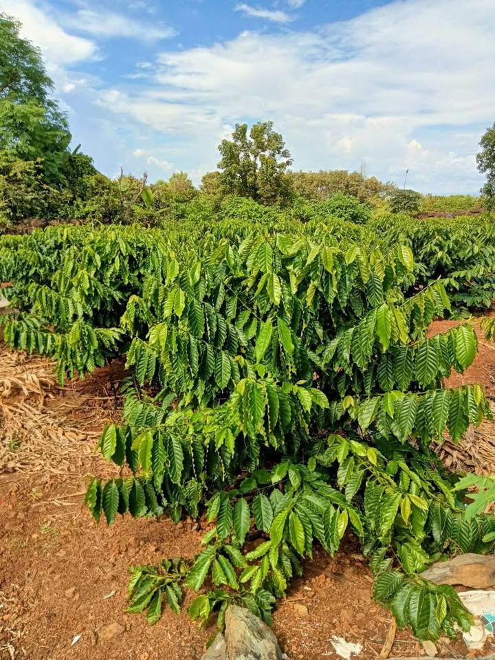 Chào mừng quý vị đến với "thiên đường" cà phê tại thôn 8, Đắk Wil