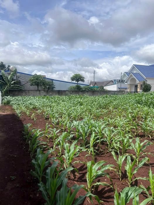 Cơ hội sở hữu lô đất 2 mặt tiền bê tông thông thoáng tại Suối Thông A, Đạ Ròn, Huyện Đơn Dương, Tỉnh Lâm Đồng