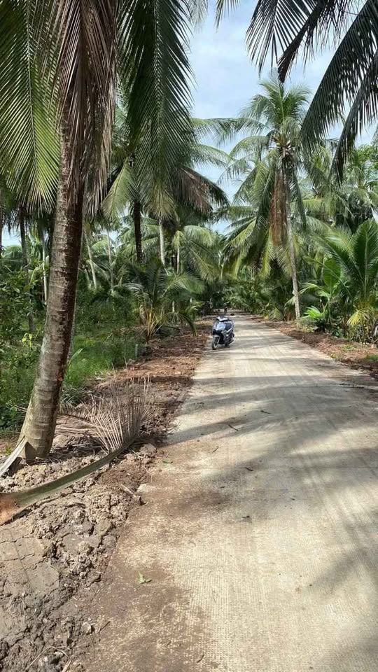 Đất vườn Lương Hòa, rinh ngay cơ hội vàng, thu hoạch dừa trĩu quả