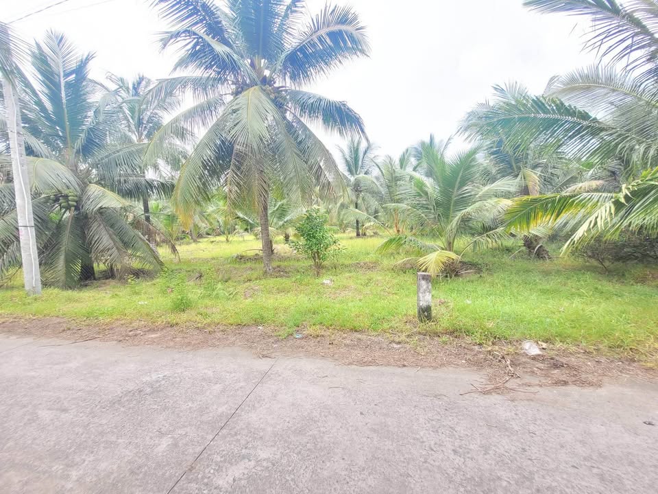 Cơ hội sở hữu ngay 2000m2 đất vườn tại phường Sơn Đông, thành phố Hồ Chí Minh