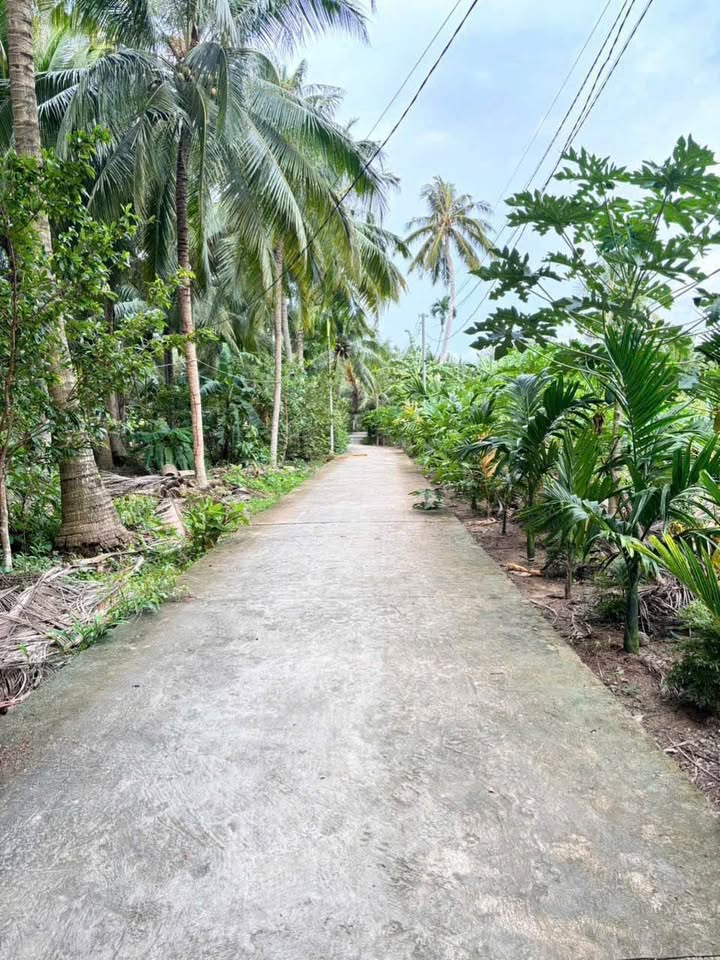 Bán đất 290m2 thổ cư, sổ thể hiện đường, gần Gà Chỉ Quê Mình - Bến Tre