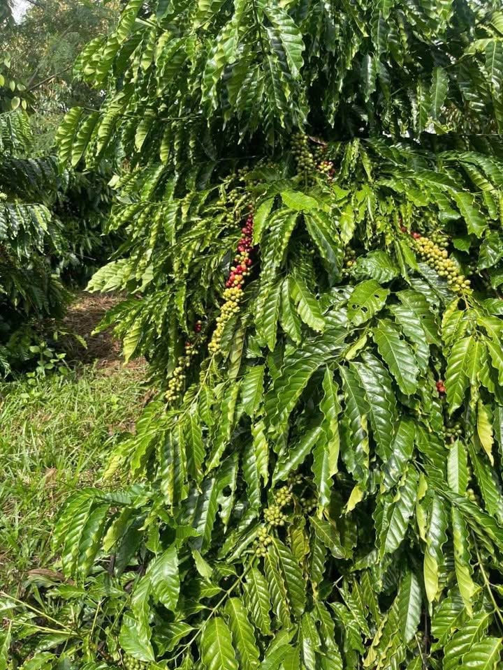 Bán 3,5 hecta đất rẫy tại Ea Drông, Cư Mgar, nguồn thu ổn định