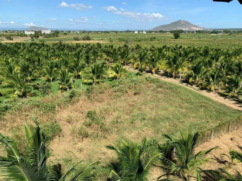 Với 300m2 thổ cư sẵn sàng, mặt tiền bê tông rộng rãi, ô tô tới tận nơi, đây chính là cơ hội tuyệt vời