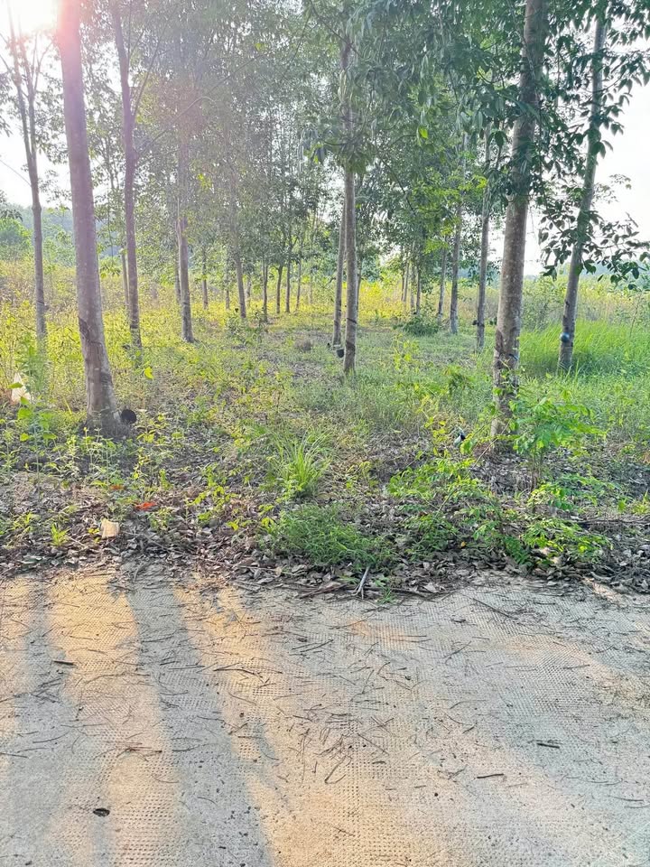 Bán đất 15x70m tại Tân Phước, Đồng Xoài, Bình Phước - Có sẵn cao su và điện