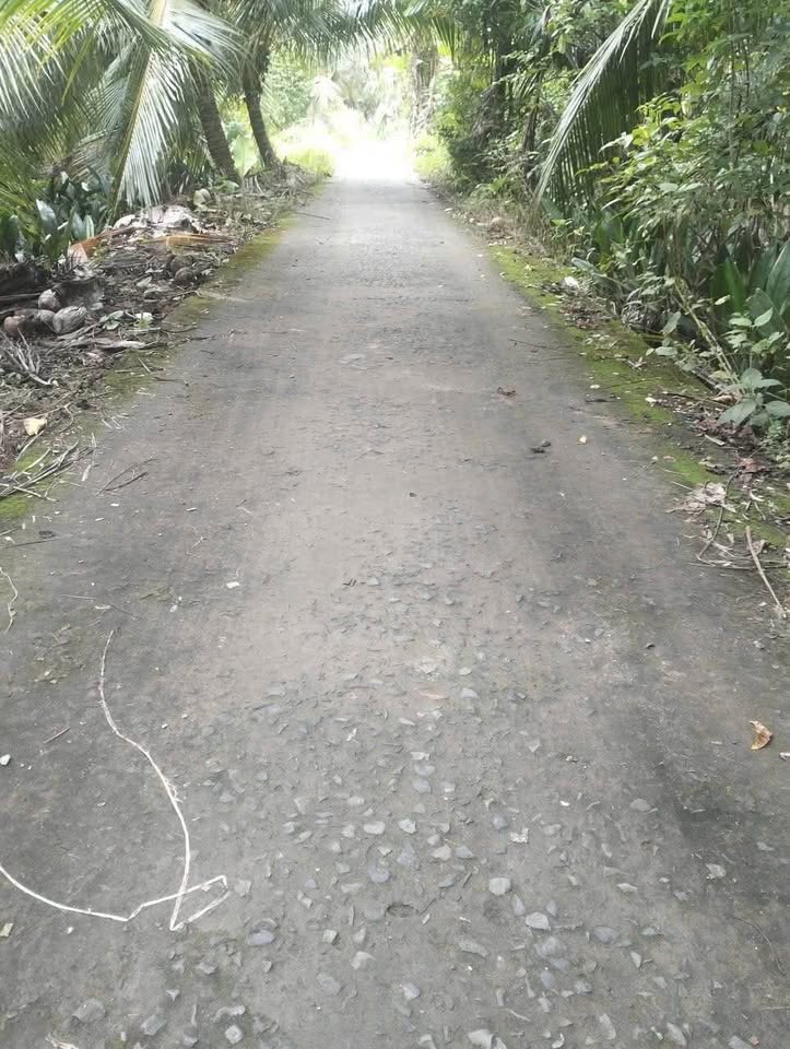 Cơ hội sở hữu ngay 500m2 đất cây lâu năm tại Ấp 3, phường An Hội, thành phố Bến Tre