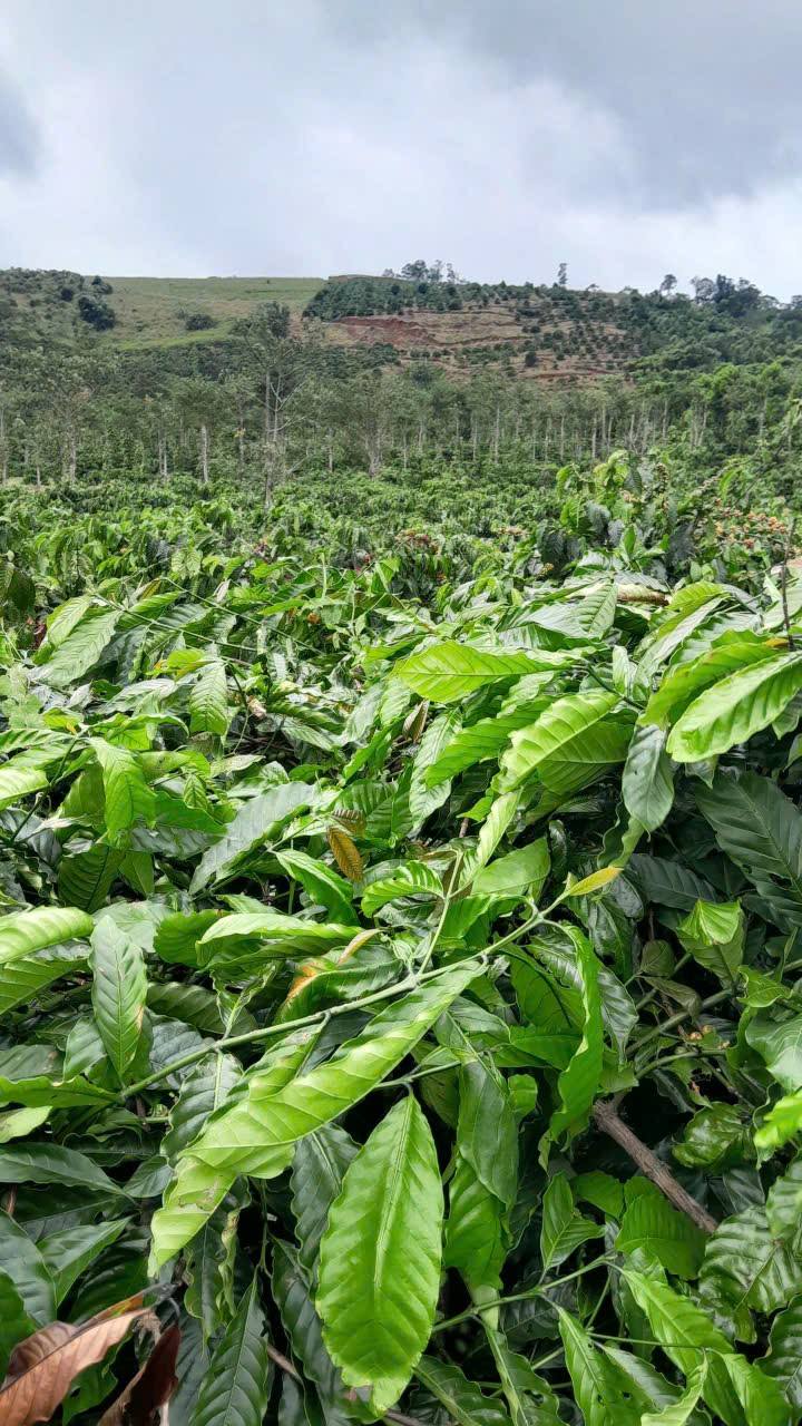 Đất rẫy 2,5ha Đắk Lắk, trồng kín cà phê, thu về bao nhiêu thì bán bấy nhiêu