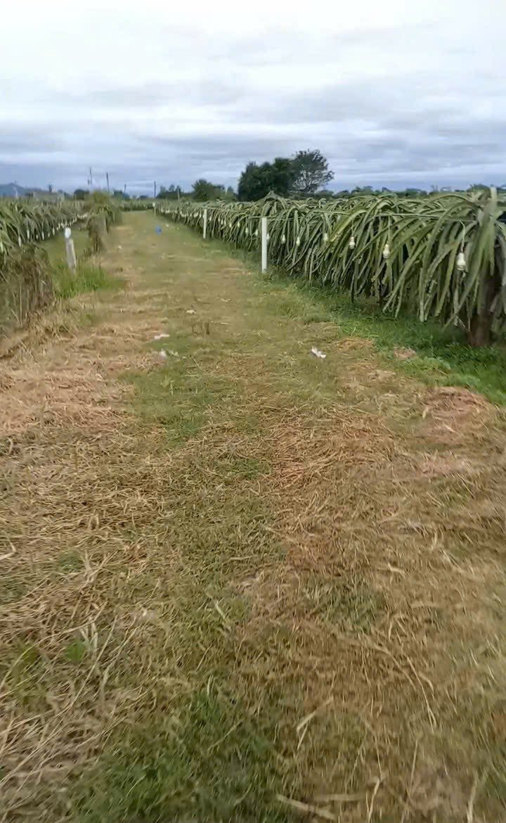 Bán đất vườn 730m2 gần biển Phan Thiết, đường ô tô rộng