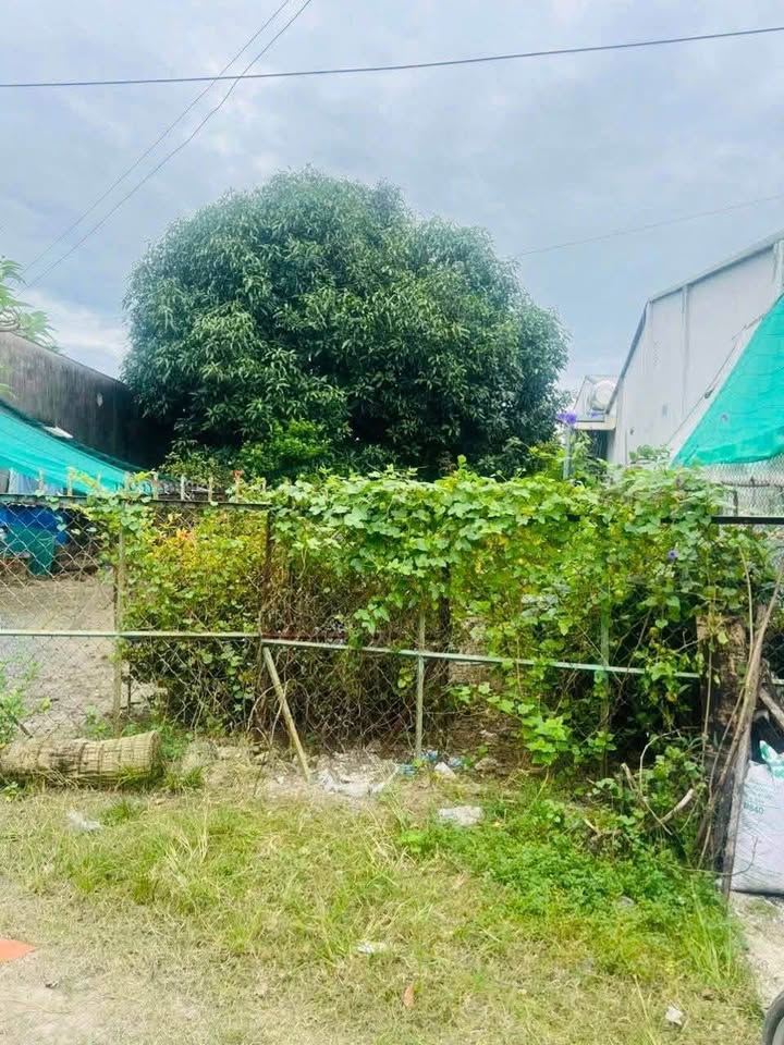 Cần bán gấp lô đất tại Bàu Năng, Trảng Bàng, Tây Ninh, vị trí sau cây xăng Hoàng Dung, gần số 781