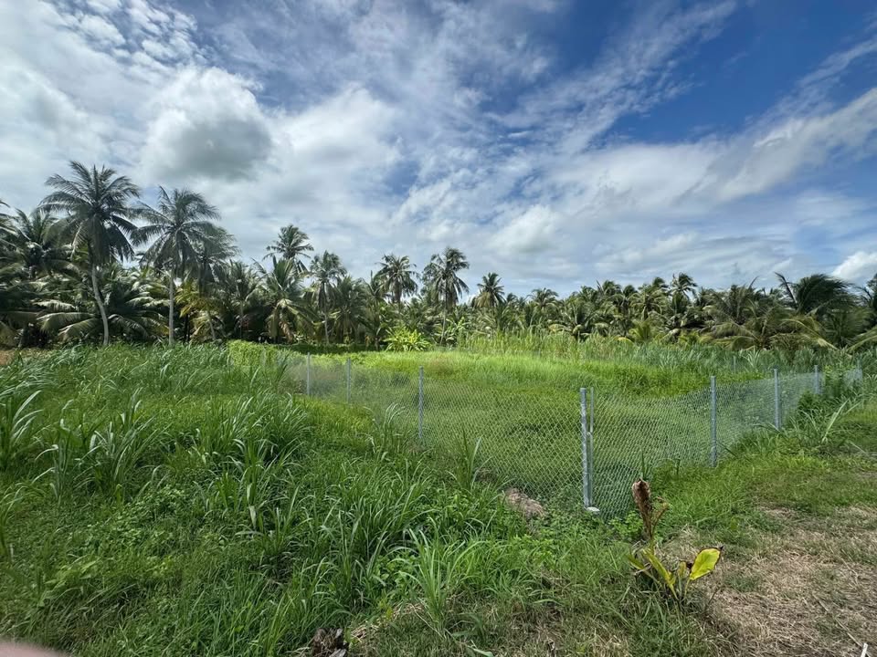 Nền đất đẹp xây nhà vườn, Tân Long, Vĩnh Long