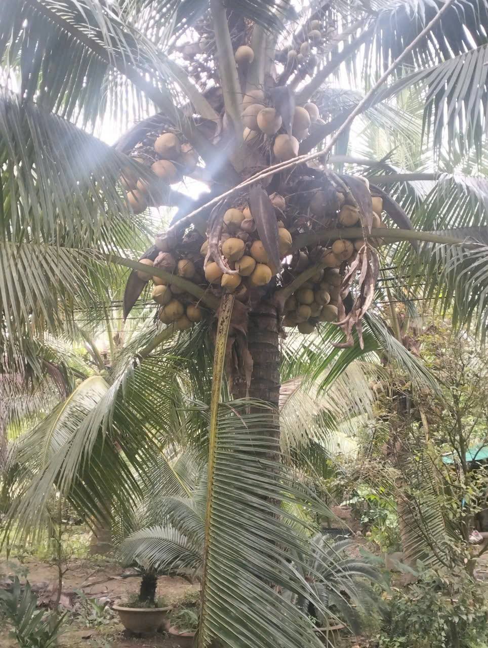 Đừng bỏ lỡ cơ hội sở hữu mảnh đất CLN diện tích 500m2 tại ấp 3 Nhơn Thạnh