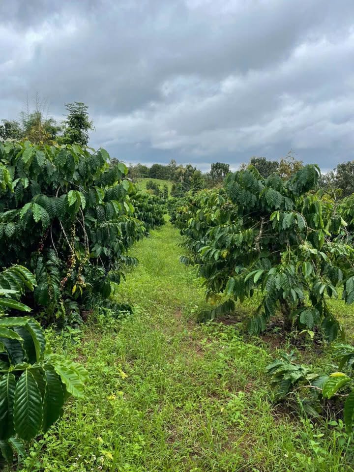 Đất đỏ Ea Quế, Cư M'gar, Đắk Lắk: 2ha, 150m2 thổ cư, mặt tiền 37m, giá 8 tỷ