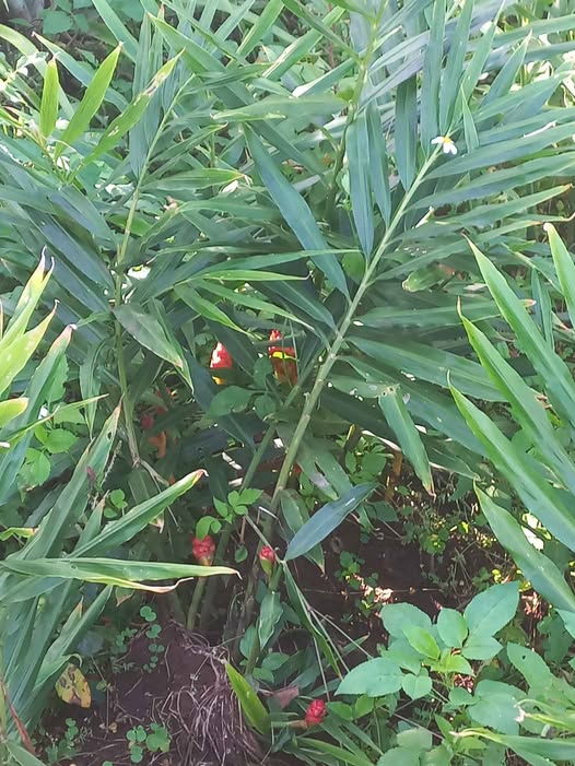 Đất xinh xắn, giá iu thương, khu dân cư đông đúc