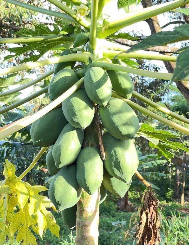 Một khu vườn 4.500m² đẳng cấp tại Ea Tu – Buôn Ma Thuột đang chờ chủ nhân mới