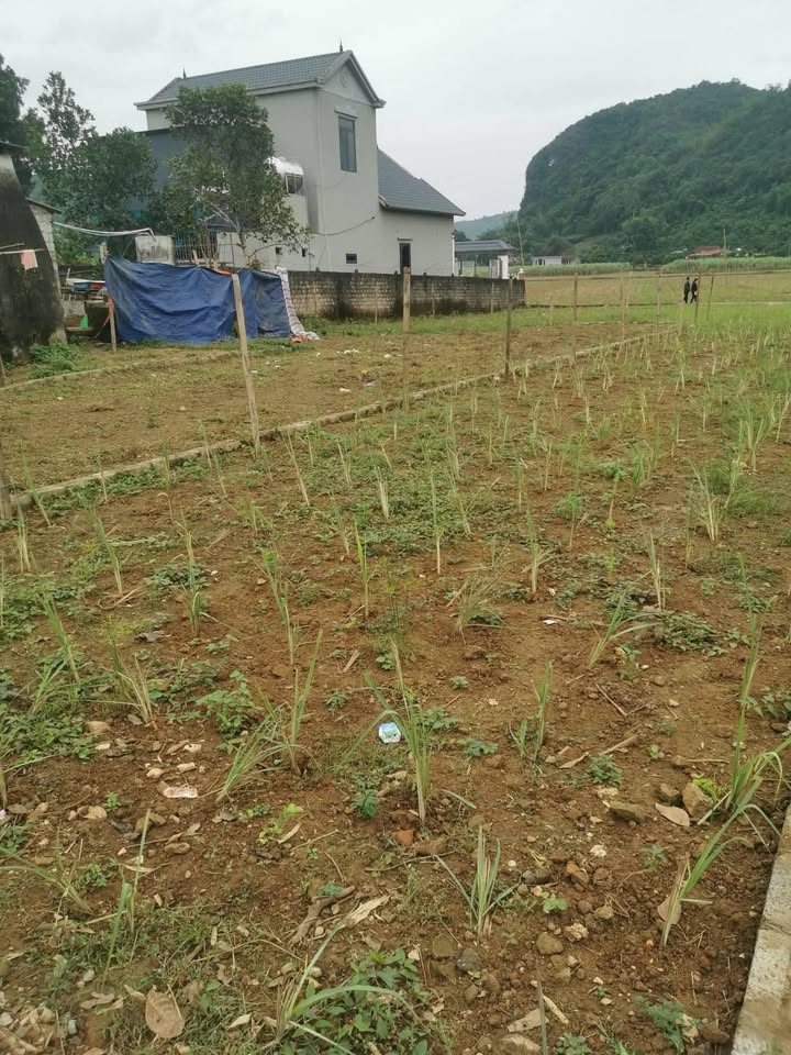 Chính chủ gửi bán lô đất vuông vắn với kích thước 5m x 25m, chỉ nhỉnh 200 triệu đồng