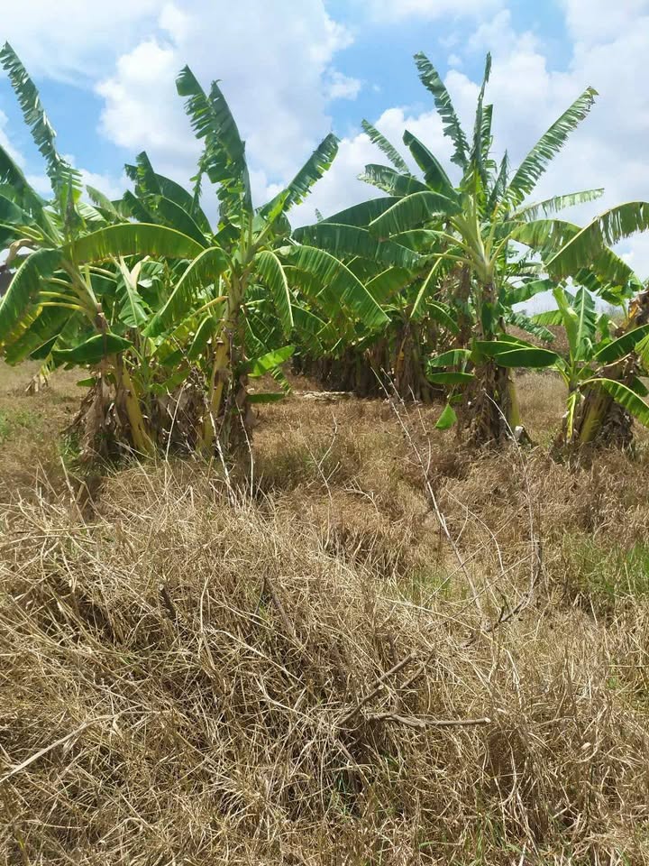 Đất vườn xây trọ Long An - 1.5 tỷ, lời 7%/năm