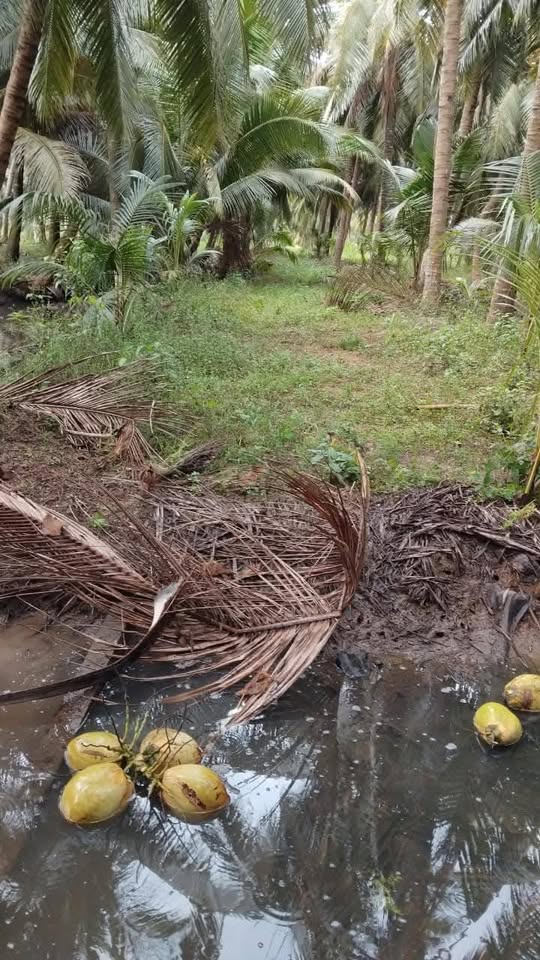 Cần bán 2.2 công đất nằm tại vị trí đắc địa, đoạn giữa vòng xoay Tân Điền và phà Cổ Chiên cũ