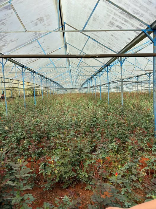 Cơ hội "ngàn năm có một" sở hữu ngay 3.876 m2 đất vàng tại Phường Langbiang, Lạc Dương, Đà Lạt