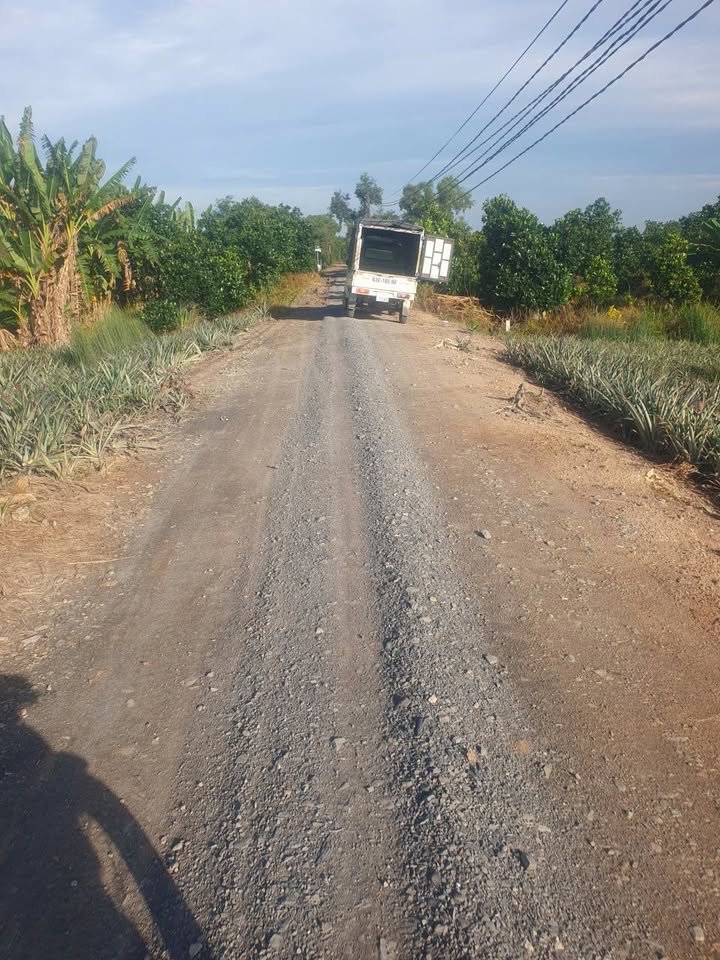 Đất vàng Hưng Thạnh, 15 công xanh mướt, đường xe hơi tới tận nơi