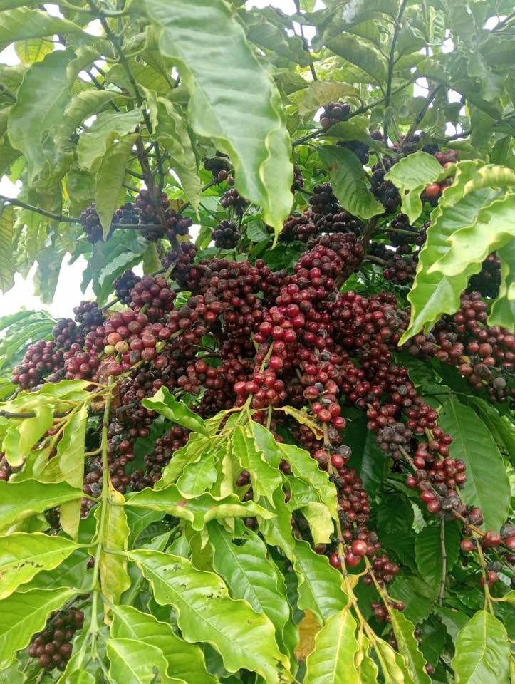 Bán đất 6 sào mặt tiền đường bê tông tại Cư Kuin, Đắk Lắk