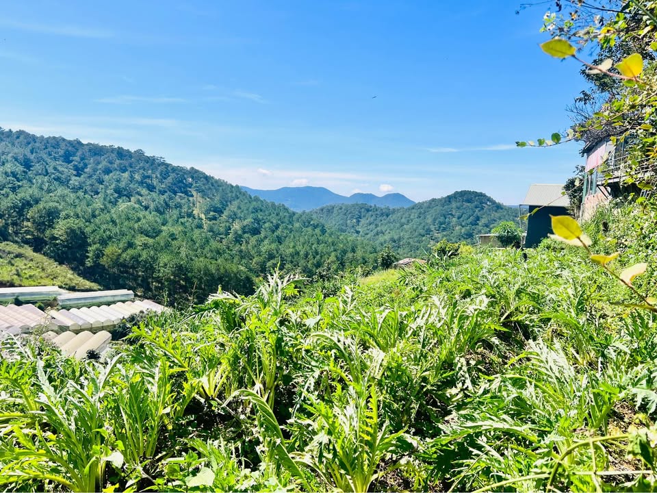 Đất nền tại đường Hùng Vương, thành phố Đà Lạt, tỉnh Lâm Đồng đang chờ chủ mới