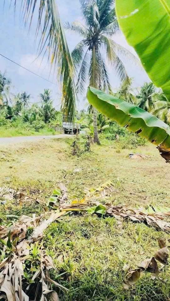 Bán đất 800m2 mặt tiền đường nhựa 34m tại Mỏ Cày Bắc, Bến Tre